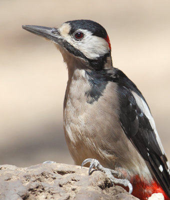 Greater spotted woodpecker (dendrocopus major canariensis), Las Lajas (Tenerife), Spain, September 2011