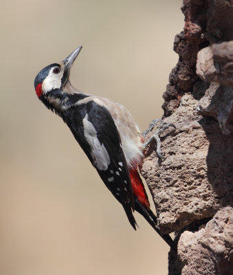 Great spotted woodpecker (dendrocopus major canariensis), Las Lajas (Tenerife), Spain, September 2011