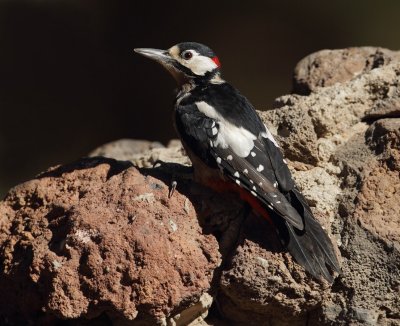Great spotted woodpecker (dendrocopus major canariensis), Las Lajas (Tenerife), Spain, September 2011