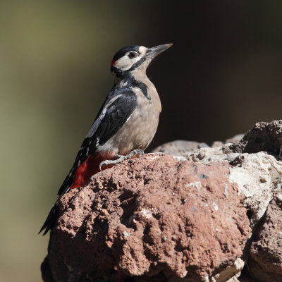 Great spotted woodpecker (dendrocopus major canariensis), Las Lajas (Tenerife), Spain, September 2011