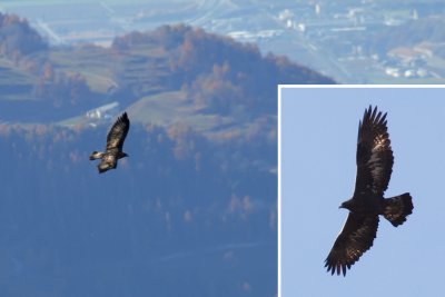 Golden eagle (aquila chrysaetos), Chandolin (Val d'Anniviers), Switzerland, November 2011