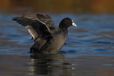 Common coot, Eurasian coot (fulicula atra), Noville, Switzerland, November 2011