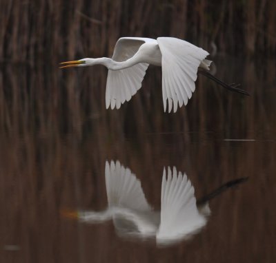 Great white egret (ardea alba), Champ-Pittet, Switzerland, November 2011