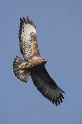 Common buzzard (buteo buteo), Préverenges, Switzerland, November 2011