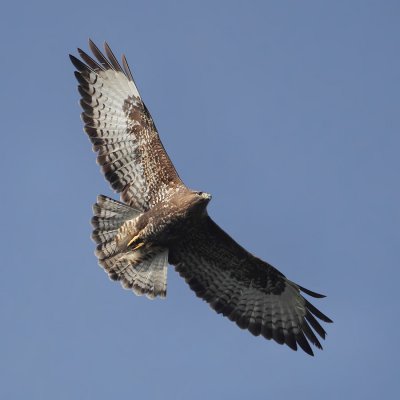Common buzzard (buteo buteo), Préverenges, Switzerland, November 2011