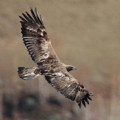 Accipitridae I (Osprey, Old world vultures, Eagles)