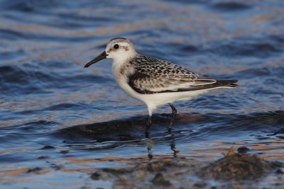 Sanderling (calidris alba), El Golfo (Lanzarote), Spain, August 2011