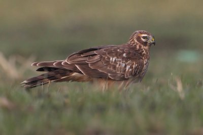 Hen harrier (circus cyaneus), Vullierens, Switzerland, January 2012