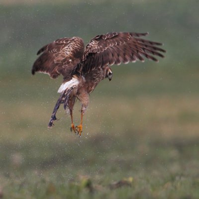 Hen harrier (circus cyaneus), Vullierens, Switzerland, January 2012