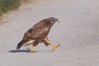Common buzzard (buteo buteo), Vullierens, Switzerland, January 2012