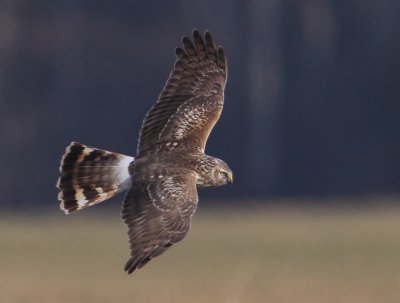 Hen harrier (circus cyaneus), Montricher, Switzerland, January 2012