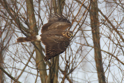 Hen harrier (circus cyaneus), Aclens, Switzerland, February 2012