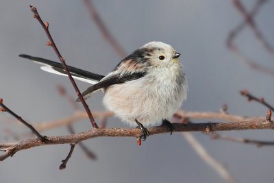 Long-tailed tit (aegithalos caudatus europaeus), Ayer, Switzerland, February 2012