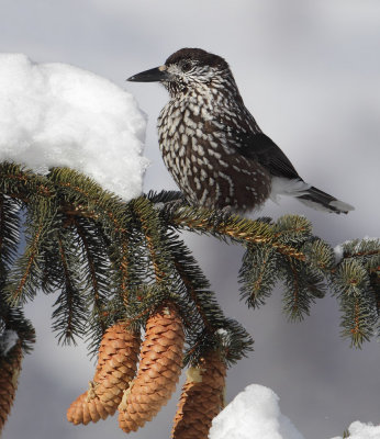 Nutcracker (nucifraga caryocatactes), Ayer, Switzerland, February 2012