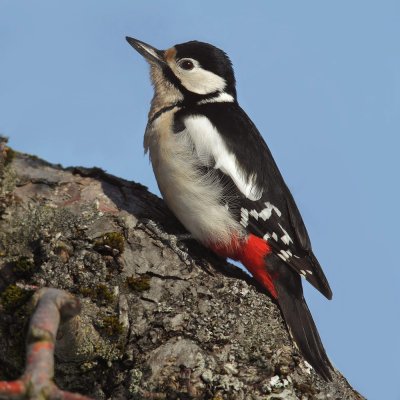 Great spotted woodpecker (dendrocopus major), Echandens, Switzerland, February 2012