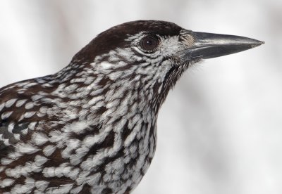 Nutcracker (nucifraga caryocatactes), Ayer, Switzerland, February 2012