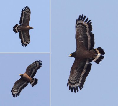Crested serpent eagle (spilornis cheela), Harike Pattan, India, February 2012