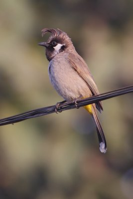 Himalayan bulbul (pycnonotus leucogenys), Chandigarh, India, February 2012