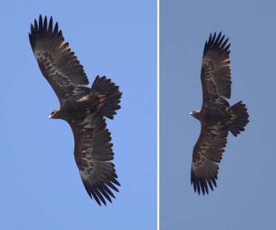 Steppe eagle (aquila nipalensis), Kathmandu, Nepal, March 2011