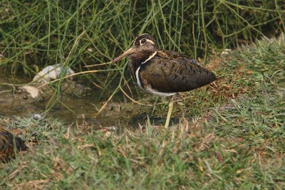 Greater painted snipe (rostratula benghalensis), Bharatpur, India, December 2009
