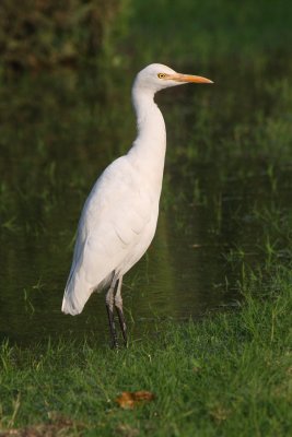 Cattle egret (bubulcus ibis), Agra, India, December 2009