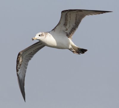 Great black-headed gull, Pallas's gull (larus ichthyaetus), Harike Pattan, India, February 2012
