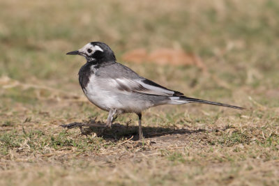 White wagtail (motacilla alba personata), Harike Pattan, India, February 2012