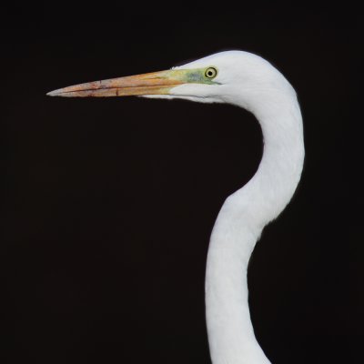 Great white egret (ardea alba), Vullierens, Switzerland, February 2012