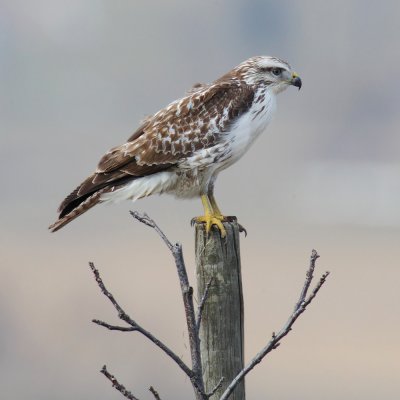 Common buzzard (buteo buteo), Ballens, Switzerland, February 2012