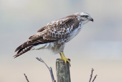 Common buzzard (buteo buteo), Ballens, Switzerland, February 2012