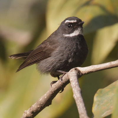 White-throated fantail (rhipidura albicollis), Chandigarh, India, February 2012