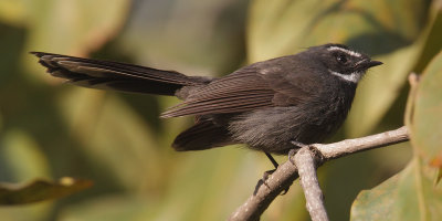 White-throated fantail (rhipidura albicollis), Chandigarh, India, February 2012