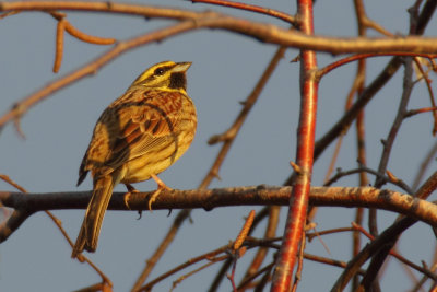 Cirl bunting (emberiza cirlus), Echandens, Switzerland, March 2012