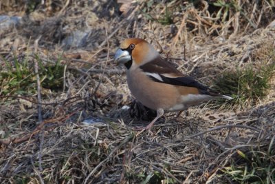 Hawfinch (coccothraustes coccothraustes), Brentjong, Switzerland, March 2012