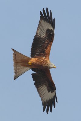 Red kite (milvus milvus), Vullierens, Switzerland, March 2012