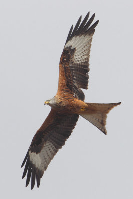 Red kite (milvus milvus), Vullierens, Switzerland, March 2012