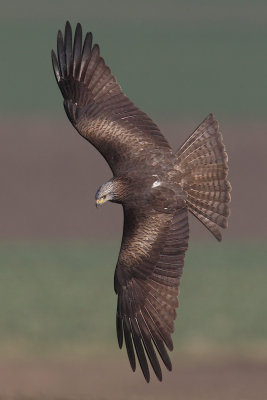 Black kite (milvus migrans), Grancy, Switzerland, March 2012