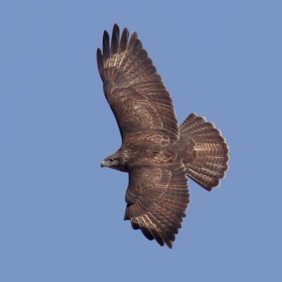 Common buzzard (buteo buteo), Montricher, Switzerland, March 2012
