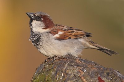 House sparrow (passer domesticus), Echandens, Switzerland, March 2012