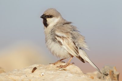 Desert sparrow (passer simplex), Ksar Ghilane, Tunisia, April 2012