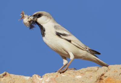 Desert sparrow (passer simplex), Ksar Ghilane, Tunisia, April 2012