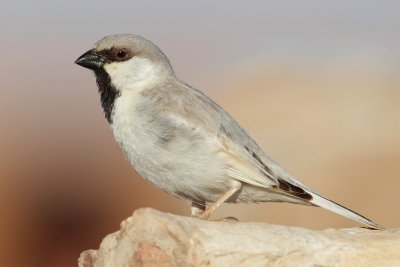 Desert sparrow (passer simplex), Ksar Ghilane, Tunisia, April 2012