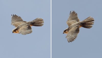 Lanner falcon (falco biarmicus erlangeri), Tatouine, Tunisia, April 2012