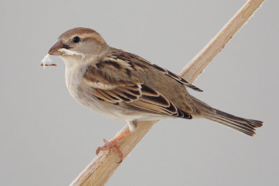 Spanish sparrow (passer hispaniolensis), Djerba, Tunisia, April 2012