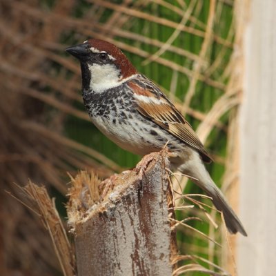 Spanish sparrow (passer hispaniolensis), Djerba, Tunisia, April 2012