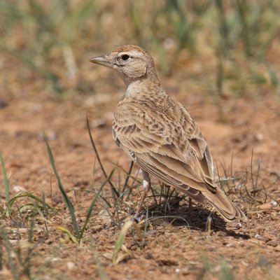 Greater short-toed lark (calandrella brachydactyla), Chenini, Tunisia, April 2012