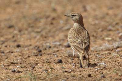 Greater short-toed lark (calandrella brachydactyla), Chenini, Tunisia, April 2012