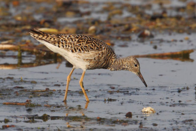 Ruff (philomachus pugnax), Prverenges, Switzerland, April 2012