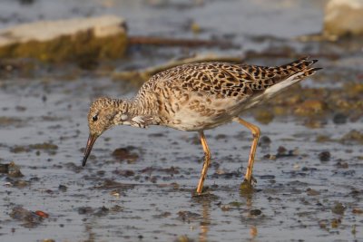 Ruff (philomachus pugnax), Prverenges, Switzerland, April 2012