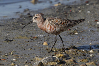  Curlew sandpiper (calidris ferruginea), Prverenges, Switzerland, May 2012